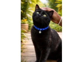 Collier pour chat cloche