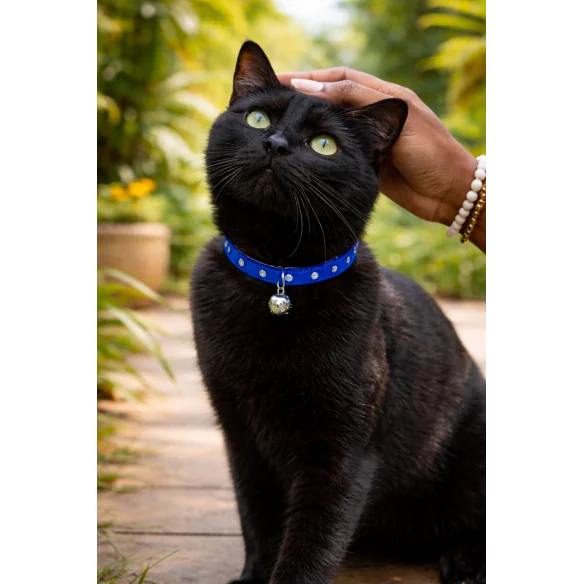 Collier pour chat cloche