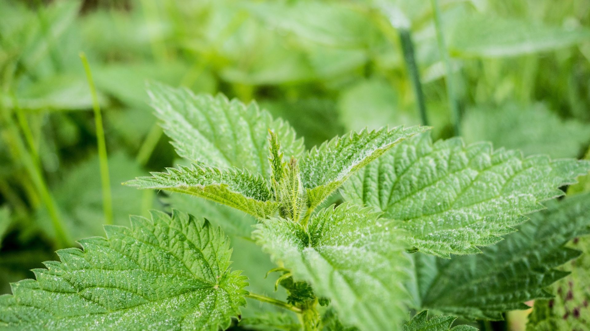 Nos conseils et astuces pour enlever les mauvaises herbes 