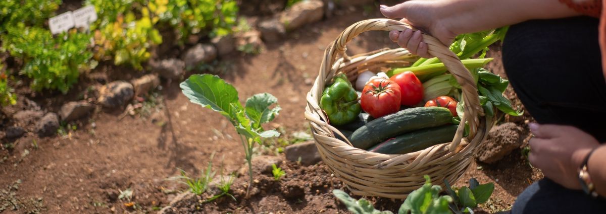 Quand et combien de fois arroser son potager ? 