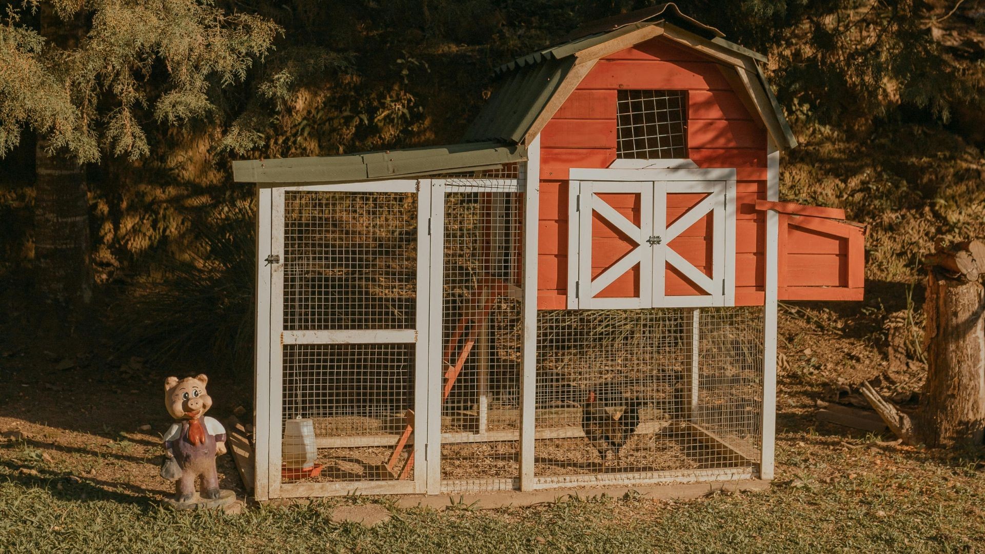 Nos conseils pour construire vous-même votre poulailler 